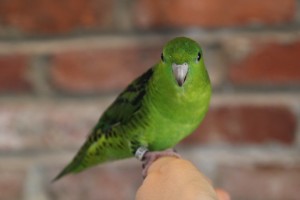 © COPYRIGHT 2014 Eddie's Aviary Our "normal" green Linnie named Leaf