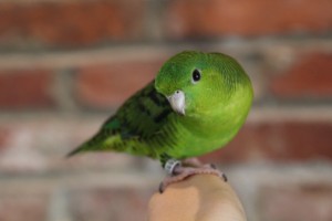 © COPYRIGHT 2014 Eddie's Aviary A normal green colored Linnie, his name is Leaf