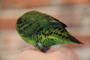 © COPYRIGHT 2014 Eddie's Aviary We love the bright green and the stunning barring pattern
