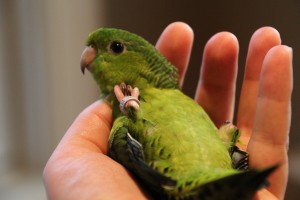 © COPYRIGHT 2014 Eddie's Aviary Green Cock leaf loves to snuggle