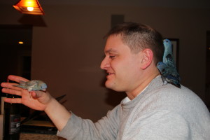 Hand tamed Linnies make such sweet pets! © COPYRIGHT 2015 Eddie's Aviary