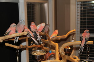 Flock of Bourkes Parakeets during out of cage time © COPYRIGHT 2014 Eddie's Aviary