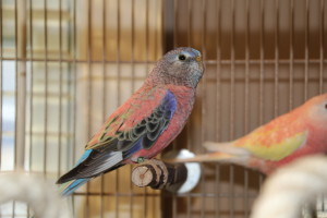 Young blue selection Bourke male (sometimes called a Rainbow Bourke) © COPYRIGHT 2015 Eddie's Aviary