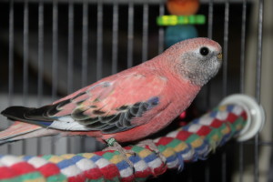 Young Opaline (Rosey) Bourke © COPYRIGHT 2015 Eddie's Aviary