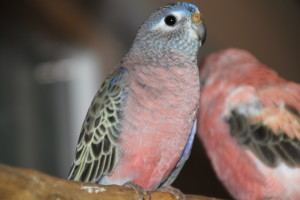 Normal young male Bourke - they are beautiful too! © COPYRIGHT 2015 Eddie's Aviary