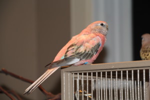 Very large and sweet young Opaline hen © COPYRIGHT 2014 Eddie's Aviary