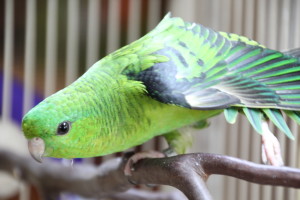 Normal or "wild" type green Lineolated parakeet © COPYRIGHT 2015 Eddie's Aviary