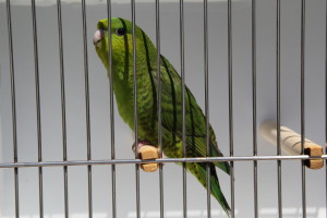 Wild green in Greywing mutation - single factor male SPBE ED♥05 MA 15 © COPYRIGHT 2015 Eddie's Aviary