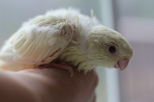 3 week old handfed creamino linnie hen for sale © COPYRIGHT 2016 Eddie's Aviary