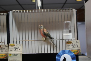 Young Opaline Selection Hen © COPYRIGHT 2016 Eddie's Aviary