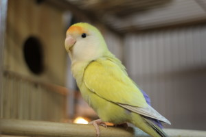 Our aviary namesake and mascot Eddie is 9 years old and may be a dad for the first time soon. He is a peachfaced lovebird in the mutation violet aqua pallid. Here is our turquoise linnie male (sleepy here) that took best linnie and 6th overall out of 98 Parrots. © COPYRIGHT 2016 Eddie's Aviary