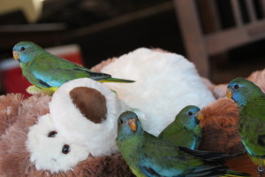 Almost weaned.... clutch of scarlets ready to go to their new homes soon. © COPYRIGHT 2015 Eddie's Aviary