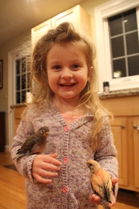 Our 3 year old daughter enjoys socializing the baby bourkes we are hand feeding by request. © COPYRIGHT 2017 Eddie's Aviary