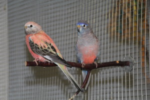Pair of Bourkes, an opaline "rosie" bourke and a normal male with a violet factor. © COPYRIGHT 2017 Eddie's Aviary