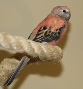 Opaline or sometimes called "rosie" Bourke hen, enjoying a rest on a sisal boing. © COPYRIGHT 2017 Eddie's Aviary 