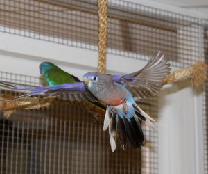 Normal male bourke with a violet factor. Bourkes love to fly and don't do well when clipped. © COPYRIGHT 2017 Eddie's Aviary