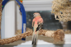 Opaline hen with "extra color" showing off her pretty shape. © COPYRIGHT 2017 Eddie's Aviary 