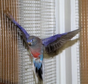 Flying is fun! Bourke male showing off his beautiful coloring. © COPYRIGHT 2017 Eddie's Aviary