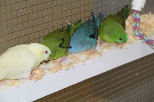 The Linnie hens love to knock off the shavings on the rails