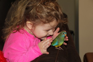 Our daughter playing with a baby scarlet chested parakeet (splendid). Always closely supervised. © COPYRIGHT 2016 Eddie's Aviary