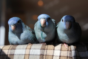 A trio of violet cobalt linnie siblings with ful crops and dirty faces after eating lunch. © COPYRIGHT 2016 Eddie's Aviary