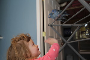 Our daughter Elena helping train some baby violet fledgling linnies. © COPYRIGHT 2016 Eddie's Aviary