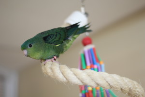 Jade enjoying the grasskeet flight where juvenile linnies go to grow to adulthood. © COPYRIGHT 2016 Eddie's Aviary