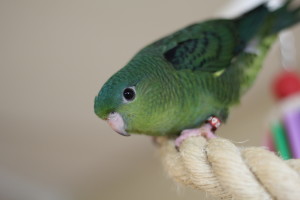 Jade - our young dark green Linnie hen that has a large bright eye and has already hit top bench exhibiting at 10 weeks old. ♥ © COPYRIGHT 2016 Eddie's Aviary