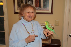 Great grandmother Mimi at 96 years old on Thanksgiving, enjoying her great grandaughter and namesake's baby light green English Budgie male named RJ. © COPYRIGHT 2016 Eddie's Aviary