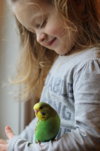 Watching our daughter and her soulful, caring way really touches my spirit and invigorates me to work so hard to produce babies others can enjoy like we do. She is here with a baby light green English Budgie male named RJ. © COPYRIGHT 2016 Eddie's Aviary