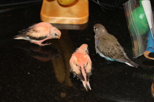 3 clutchmate Bourkes ready to eat breakfast. © COPYRIGHT 2017 Eddie's Aviary