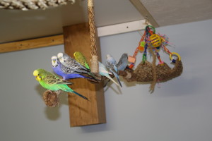 No matter how many perching opportunities, budgerigars love to sit with their "flock" © COPYRIGHT 2017 Eddie's Aviary