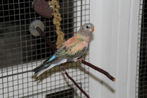 Fledgling opaline hen with extra color a "rainbow bourke" recently flew to her new home. Her tail is short as she just came out of the nestbox... it is still growing.  © COPYRIGHT 2017 Eddie's Aviary