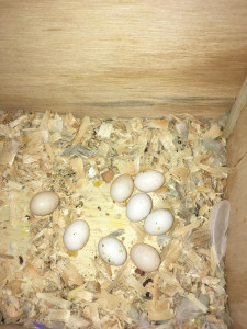 Misty laid a whopping 8 eggs. 5 look fertile. Anything can happen, but fingers crossed! © COPYRIGHT 2017 Eddie's Aviary