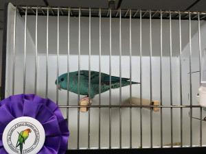 This is Grown Up (my daughter named him), he won 3 Best in Shows this weekend. Bred by Cheryl King. COPYRIGHT 2017 Eddie's Aviary