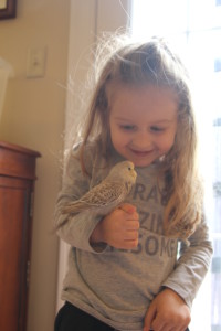 Our daughter enjoying some baby English budgies. This is a D grey cinnamon hen. COPYRIGHT 2017 Eddie's Aviary
