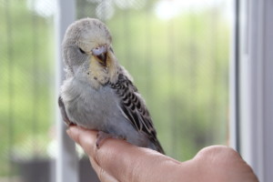 D Grey Baby English Budgie - if its a male (we think it is) he is reserved. COPYRIGHT 2017 Eddie's Aviary