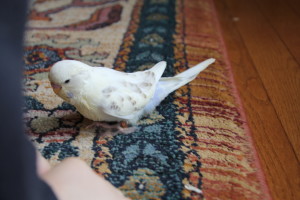 A surprise! Dad was hiding a cinnamon and pied split! This gal is a recessive pied cinnamon with a violet factor. COPYRIGHT 2017 Eddie's Aviary