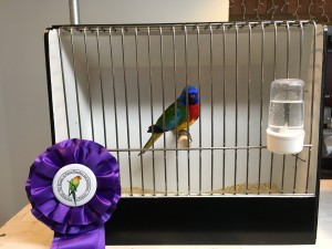 Martin, bred by us - a scarlet chested parakeet cock won a Best in Show this weekend. 3 total for him now! COPYRIGHT 2017 Eddie's Aviary