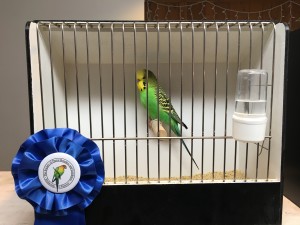 Green English Budgie Juvenile cock named RJ COPYRIGHT 2017 Eddie's Aviary