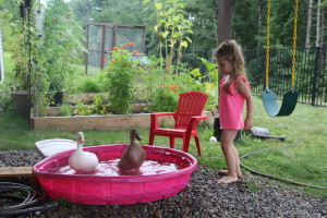 Our Metzer Farms Hybrid egg laying ducks grew fast! Here is Elena in our backyard giving the girls a swim. © COPYRIGHT 2017 Eddie's Aviary