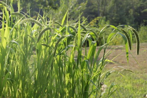 Our summer 2017 raised bed spray millet garden. © COPYRIGHT 2017 Eddie's Aviary