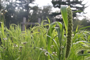 Easy to grow your own spray millet. I feed them "green" as it the fertile season and is packed full of nutrients. © COPYRIGHT 2017 Eddie's Aviary