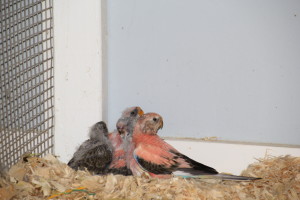 Proud momma Bourke laid fertile eggs so she was pulled to the female linnie flight and she hatched out 3 babies, accepted a Budgie foster baby, and fed all 4 to weaning all by herself!! © COPYRIGHT 2017 Eddie's Aviary