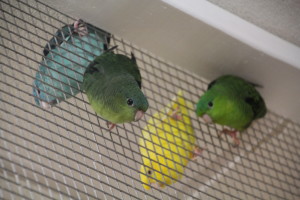 Dark green and normal green Linnie hen "hanging" with a Turquoise and Lutino in the neighboring flight. © COPYRIGHT 2017 Eddie's Aviary