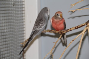 Bethany the Bourke's two "kids" the English Budgie thinks he is a Bourke and even chirps like one! I don't recommend keeping these two species together normally. © COPYRIGHT 2017 Eddie's Aviary