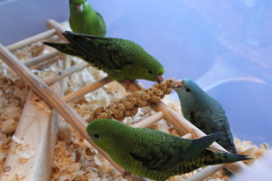 Fledgling Baby Linnies enjoying their spray millet in their weaning enclosure. © COPYRIGHT 2018 Eddie's Aviary