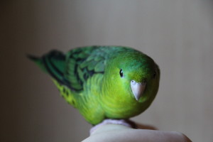 Normal Green Linnie Baby Male © COPYRIGHT 2018 Eddie's Aviary