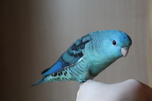 Turquoise Baby Linnie going to his new home new week. © COPYRIGHT 2018 Eddie's Aviary