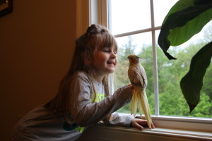 Our daughter and her new friend "Mooie the Cockatooie" - a baby Pearl cockatiel Hen © COPYRIGHT 2018 Eddie's Aviary 